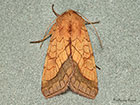  73.070 Bordered Sallow Copyright Martin Evans 