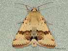  73.072 Marbled Clover Copyright Martin Evans 