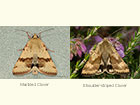  73.072 Marbled Clover and Shoulder-striped Clover Copyright Martin Evans 