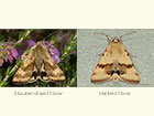  73.073 Shoulder-striped Clover and Marbled Clover Copyright Martin Evans 