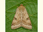  73.074 Bordered Straw Copyright Martin Evans 