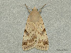  73.075 Eastern Bordered Straw Copyright Martin Evans 