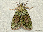 73.082 Tree-lichen Beauty Copyright Martin Evans 