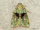  73.082 Tree-lichen Beauty Copyright Martin Evans 