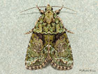  73.082 Tree-lichen Beauty Copyright Martin Evans 