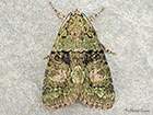  73.082 Tree-lichen Beauty Copyright Martin Evans 