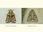  73.082 Tree-lichen Beauty and Marbled Green Copyright Martin Evans 
