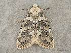  73.084 Marbled Beauty Copyright Martin Evans 