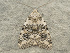  73.084 Marbled Beauty Copyright Martin Evans 