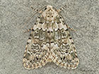  73.084 Marbled Beauty Copyright Martin Evans 