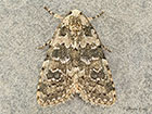  73.084 Marbled Beauty Copyright Martin Evans 