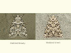  73.084 Marbled Beauty and Marbled Green Copyright Martin Evans 