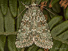  73.085 Marbled Green Copyright Martin Evans 