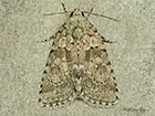  73.085 Marbled Green Copyright Martin Evans 