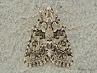  73.085 Marbled Green Copyright Martin Evans 