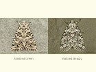  73.085 Marbled Green and Marbled Beauty Copyright Martin Evans 