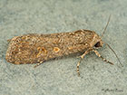  73.087 Small Mottled Willow Copyright Martin Evans  