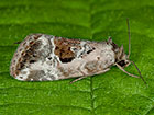  73.091 Rosy Marbled Copyright Martin Evans