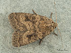  73.092 Mottled Rustic Copyright Martin Evans 