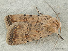  73.095 Pale Mottled Willow Copyright Martin Evans  