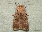  73.095 Pale Mottled Willow female Copyright Martin Evans 