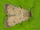  73.095 Pale Mottled Willow Copyright Martin Evans 