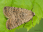  73.095 Pale Mottled Willow Copyright Martin Evans 