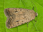  73.095 Pale Mottled Willow Copyright Martin Evans 