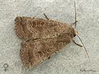  73.097 Rustic female Copyright Martin Evans 