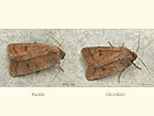  73.097 Rustic and Uncertain Copyright Martin Evans 