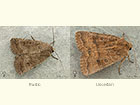  73.097 Rustic and Uncertain Copyright Martin Evans 