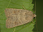 73.099 Vine's Rustic Copyright Martin Evans 