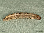  73.099 Vine's Rustic larva 25mm  Copyright Martin Evans 
