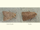  73.099 Vine's Rustic and Rustic Copyright Martin Evans 