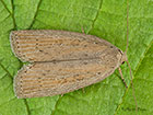  73.100 Silky Wainscot Copyright Martin Evans 