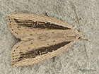  73.100 Silky Wainscot Copyright Martin Evans 