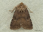  73.102 Brown Rustic Copyright Martin Evans 