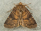  73.102 Brown Rustic Copyright Martin Evans 