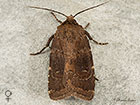  73.102 Brown Rustic female Copyright Martin Evans 