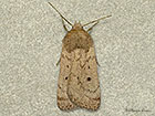  73.103 Marsh Moth Copyright Martin Evans 