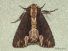  73.105 Bird's Wing Copyright Martin Evans 
