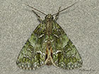  73.108 Guernsey Underwing Copyright Martin Evans 