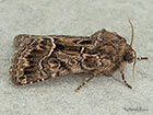  73.109 Straw Underwing Copyright Martin Evans 