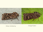  73.109 Straw Underwing and Hedge Rustic Copyright Martin Evan 