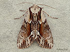  73.110 Saxon Copyright Martin Evans  