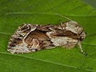  73.110 Saxon Copyright Martin Evans 