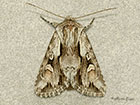  73.112 Pale-shouldered Cloud Copyright Martin Evans 