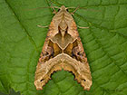  73.113 Angle Shades Copyright Martin Evans  
