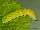  73.113 Angle Shades larva 32mm Copyright Martin Evans 