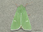  73.116 Burren Green Copyright Martin Evans 